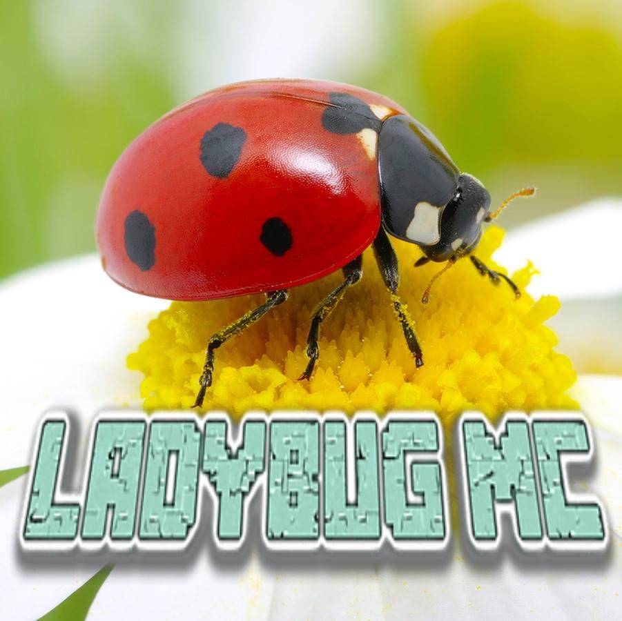Screenshot from Ladybug Minecraft Minecraft Server