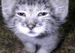 Screenshot from Manulcraft Modded GeoPol Minecraft Server Screenshot from Manulcraft Modded GeoPol Minecraft Server