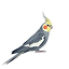 Minecraft Server icon for Cockatiel MC